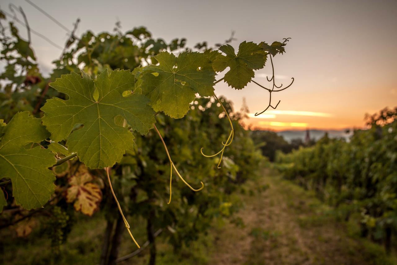 Hotel Garni Weinquadrat Weissenkirchen in der Wachau Εξωτερικό φωτογραφία